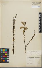 Foto von Salix lepidostachys Seemen